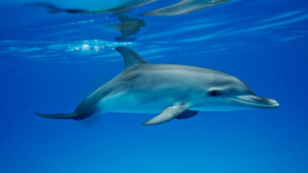 Do dusky dolphins migrate?