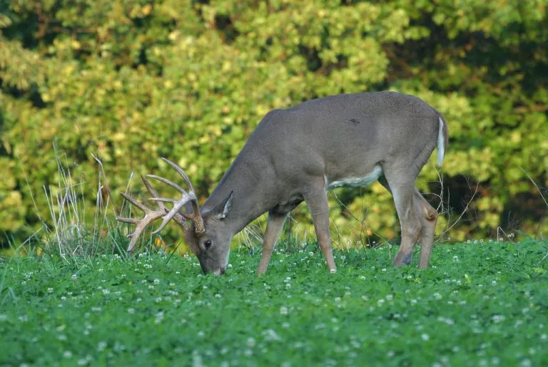 What Do Whitetail Deer Eat?