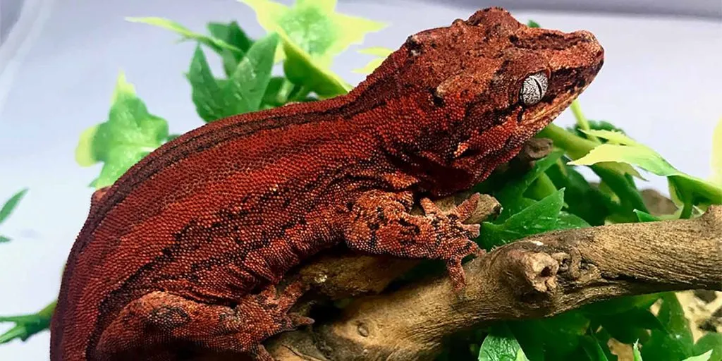 What happens if a gargoyle gecko doesn't eat?