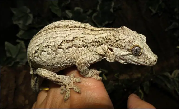 Do gargoyle geckos make good pets?