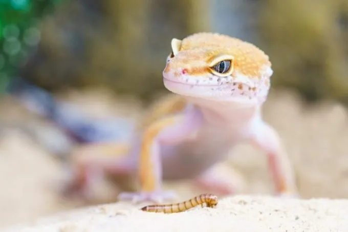 Do pet geckos like being held?