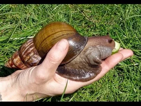 What do baby African land snails eat?