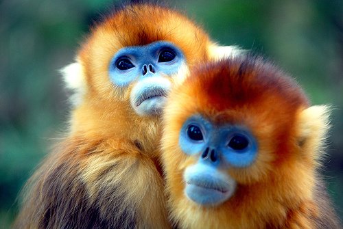 two golden monkeys