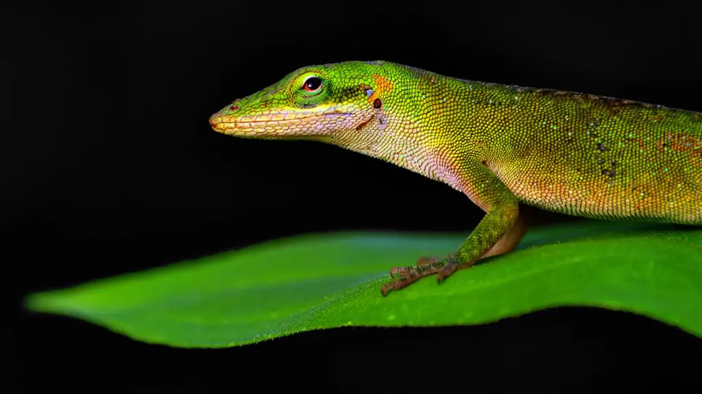 green anole lizard