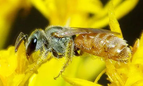 How can I attract sweat bees to my garden?