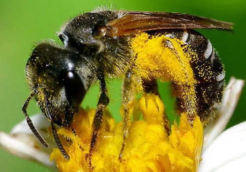 Do sweat bees make honey?