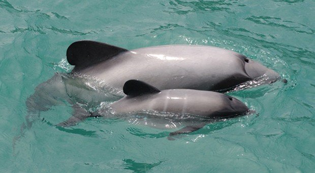 Interesting facts about hector's dolphin