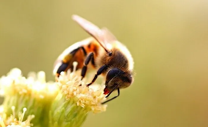 Do all bees eat honey?