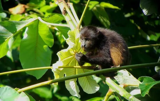 Howler monkey in the forest