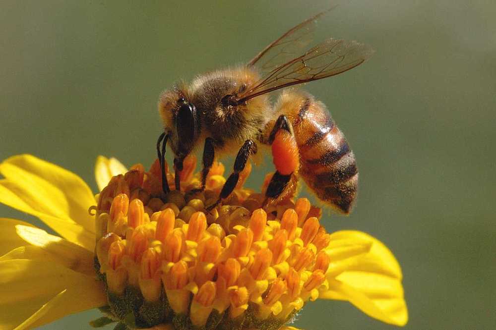 Are ground bees endangered?