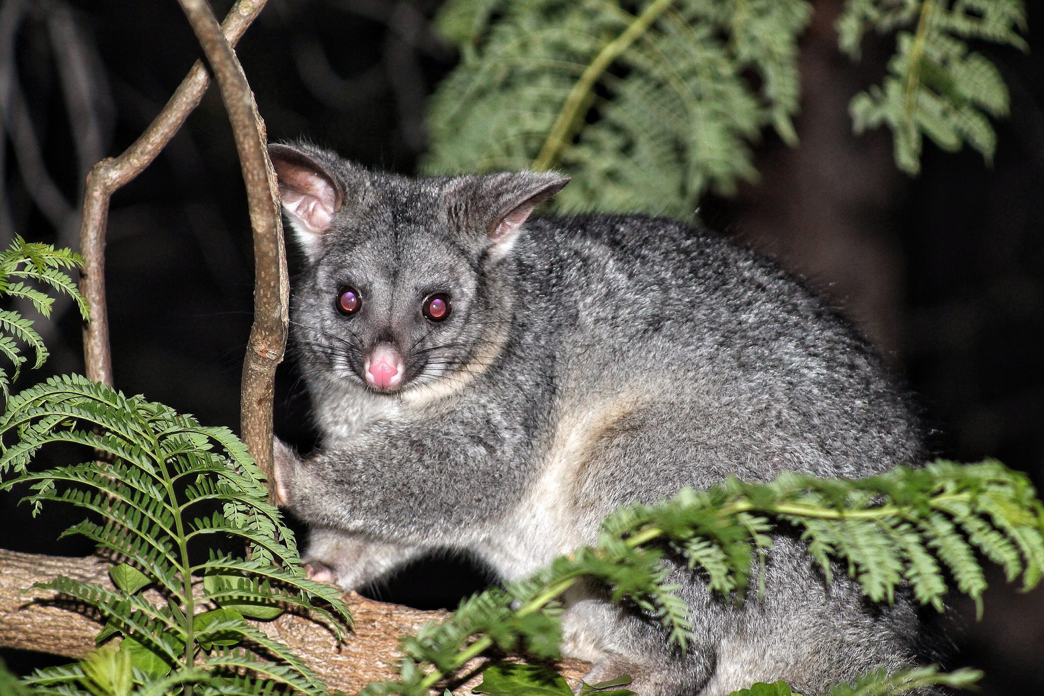 What Fruit Do Possums Eat?