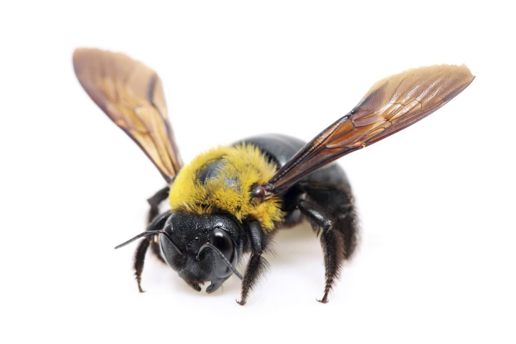 Do humans eat wood bee larvae?