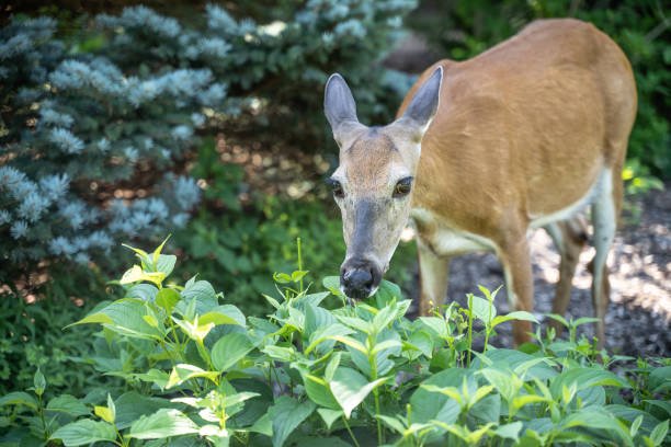 What do white-tailed deer eat?