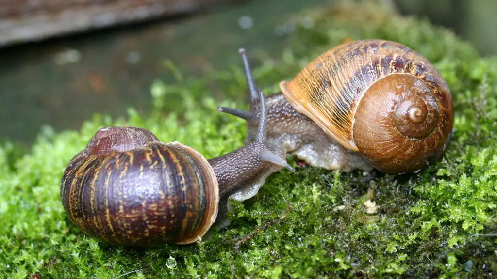 What do baby land snails eat?