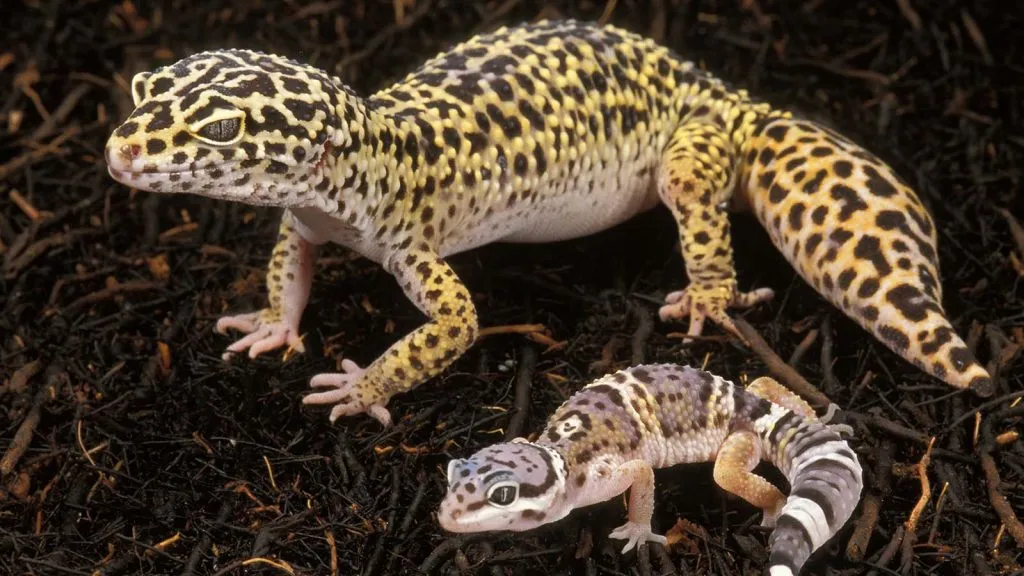 Do leopard geckos eat mealworms?