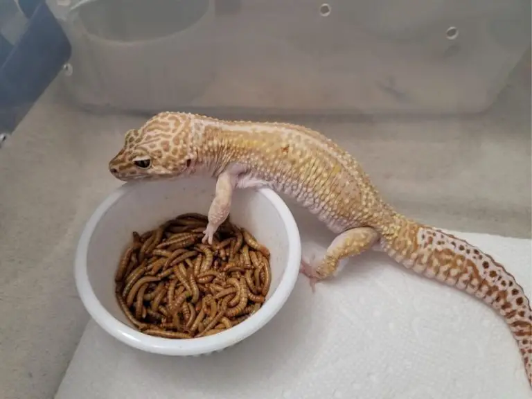 What Do Leopard Geckos Eat?