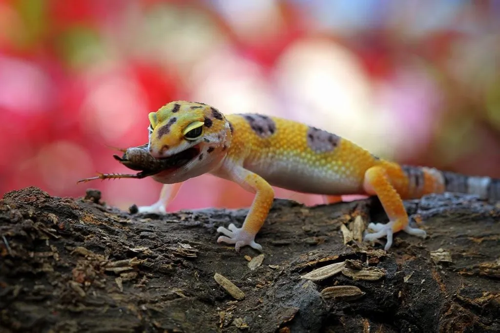 What do leopard geckos eat besides crickets?