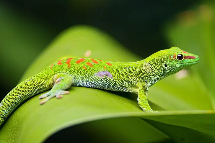 Do geckos eat ants?