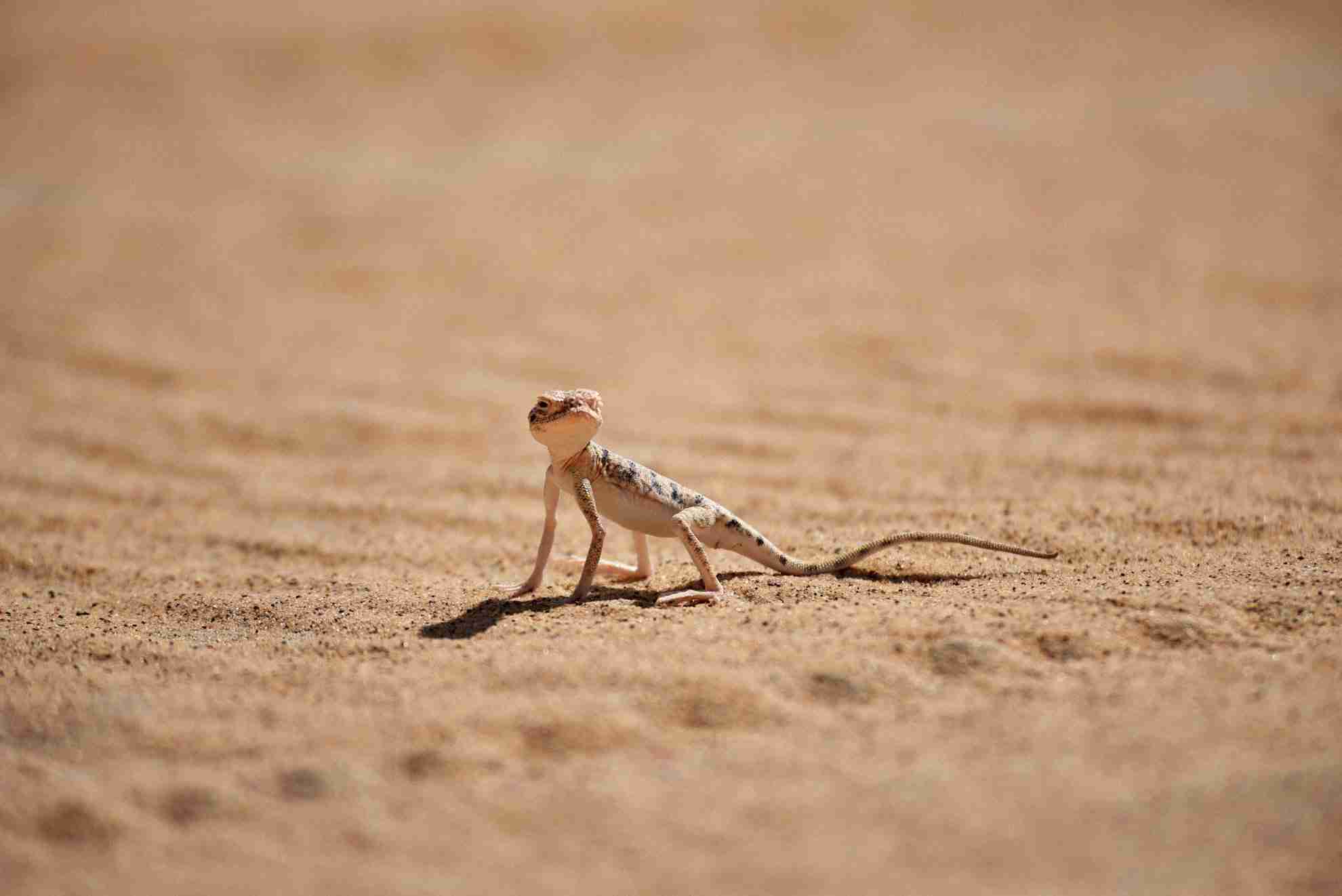 What Do Lizards Eat In The Desert