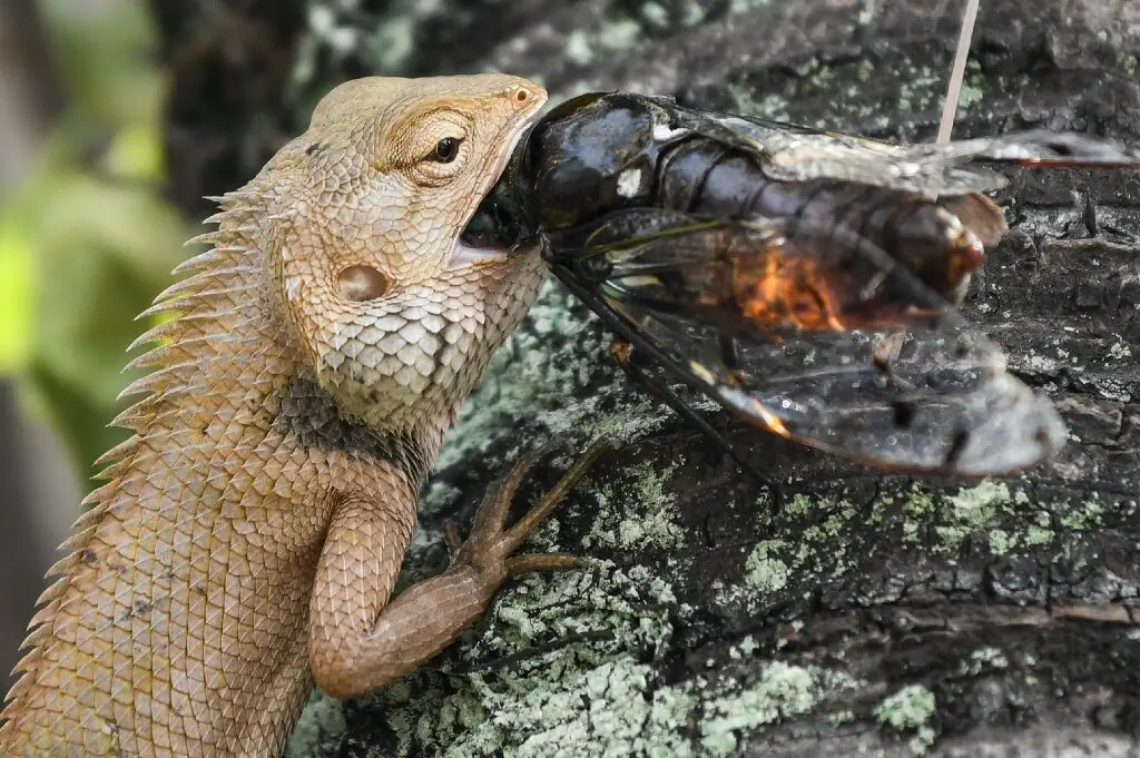 lizard eating fly