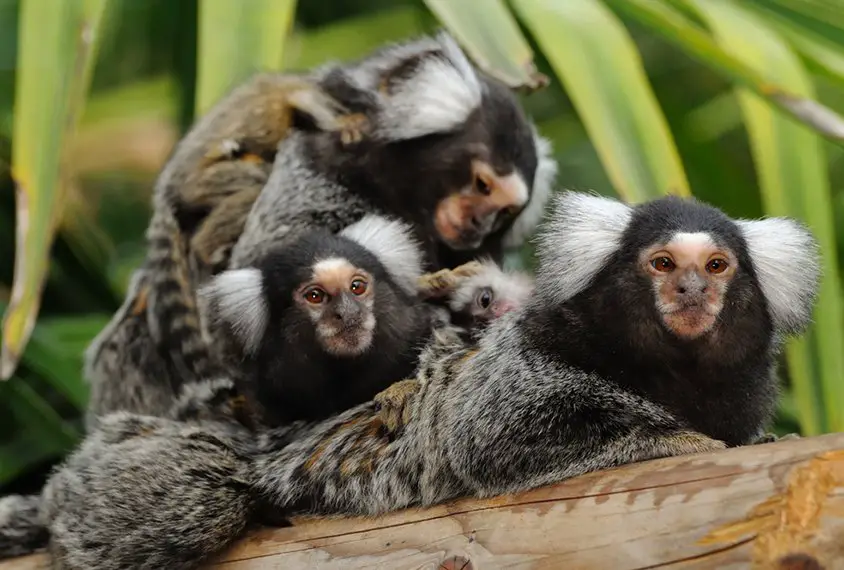 marmoset monkeys
