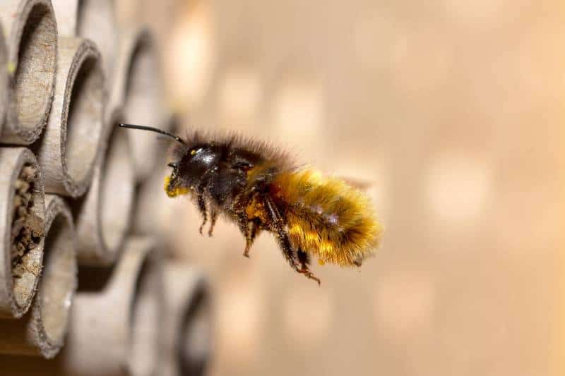 How can I attract mason bees to my garden?