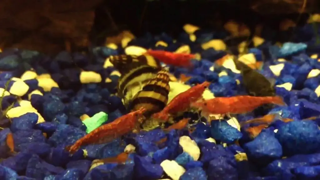 What is the pH level that assassin snails like?