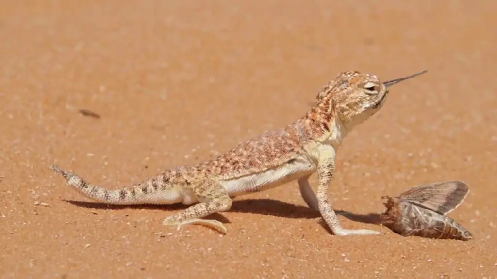 lizard eating bug in the desert