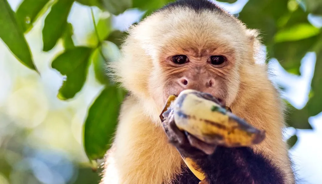 capuchin monkey eating banana