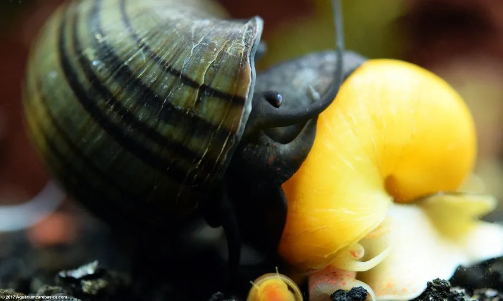 What do snails that live in water eat?