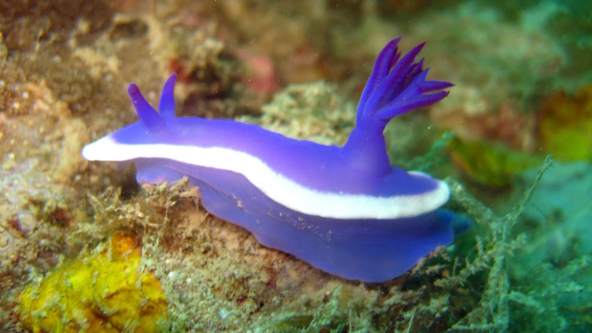 What Do Sea Slugs Eat?