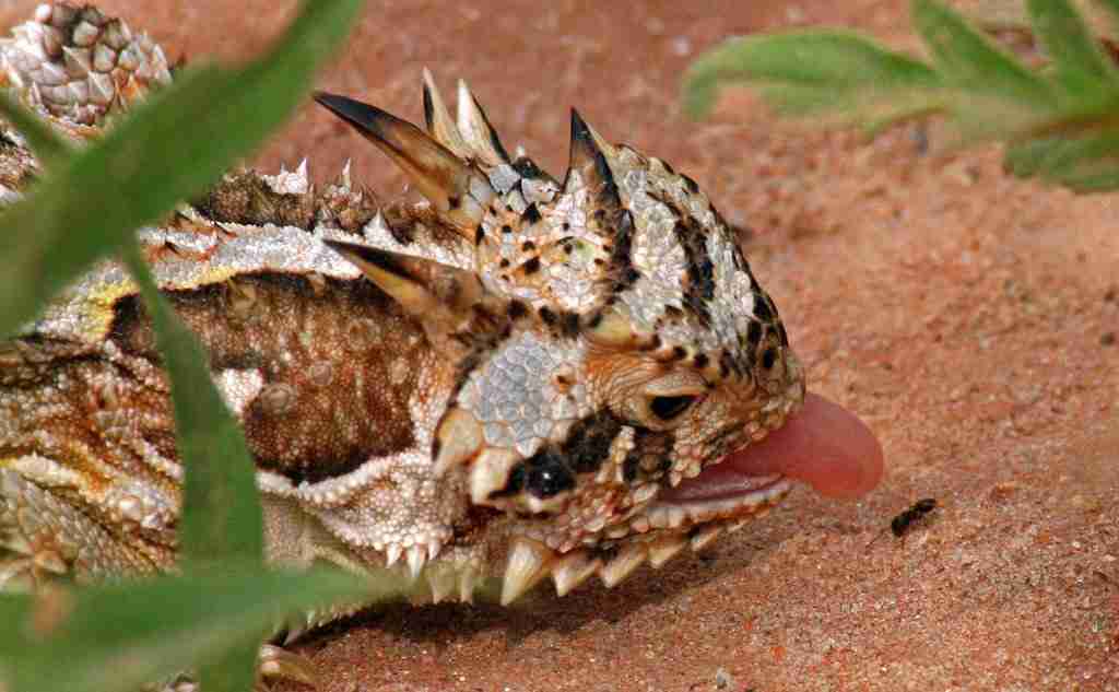 horned lizards eating bugs