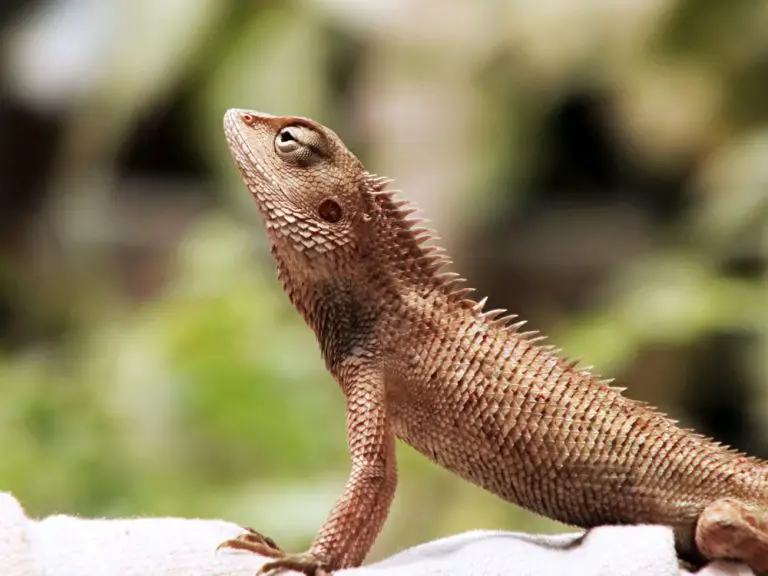 What Do Small Lizards Eat?