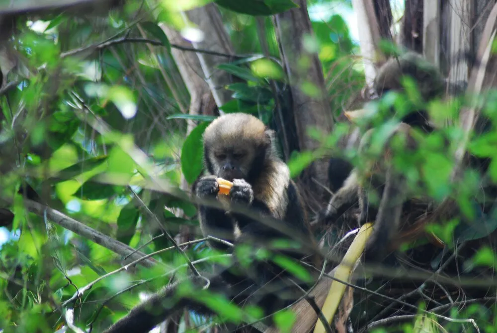 capuchin monkey eating fruit