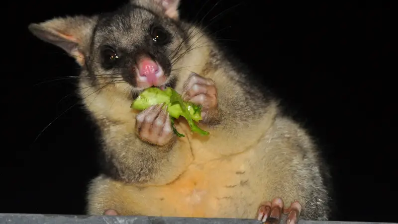brushtail possum eating vegetable