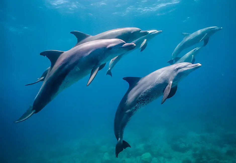 How many spinner dolphins are left in the world?