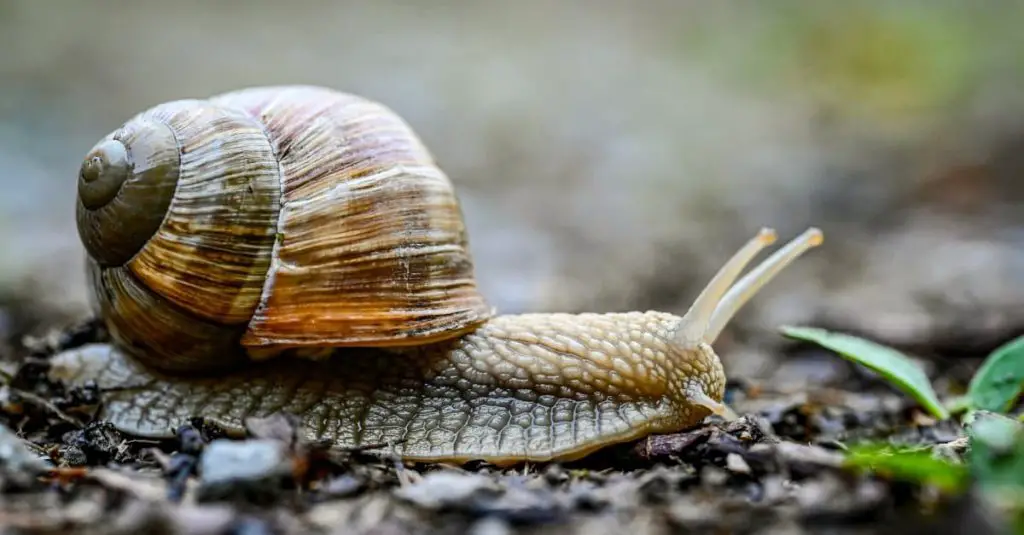 What plants do water snails eat?