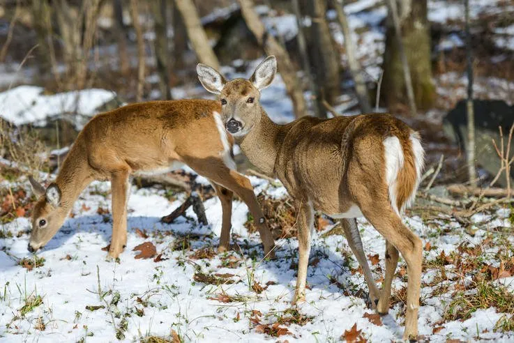 What do deer eat in the winter in New York?