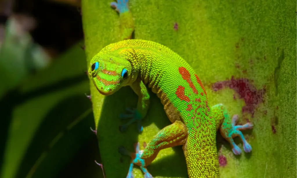 Hawaiian gecko species