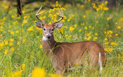 What do white-tailed deer eat?