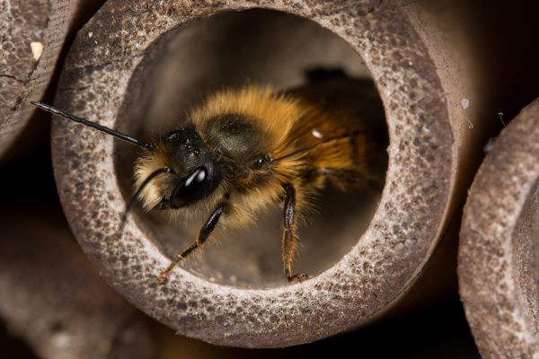 What do baby mason bees eat?