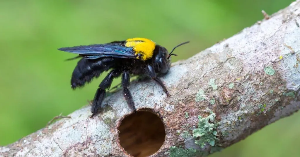 Do male Carpenter Bees sting?