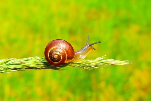 what do wild snails eat