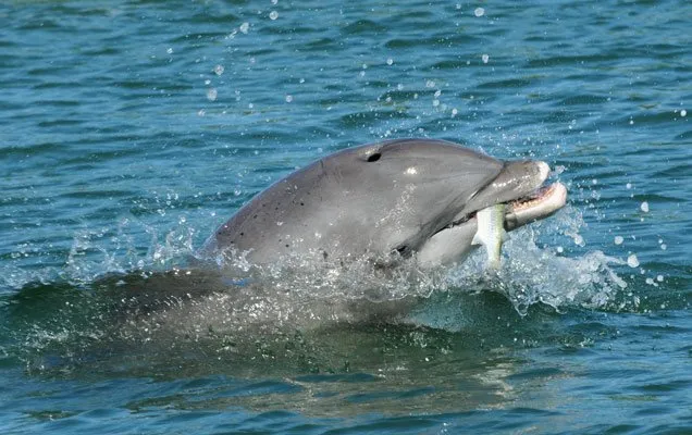 Do dolphins eat humans?