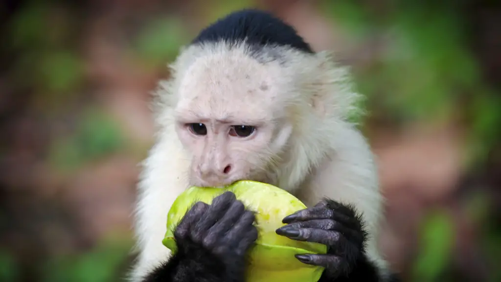 capuchin monkeys eating plant