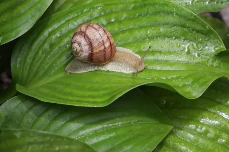 What Do Land Snails Eat?