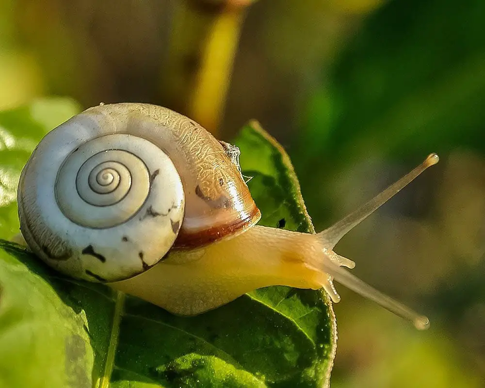 What Do River Snails Eat?