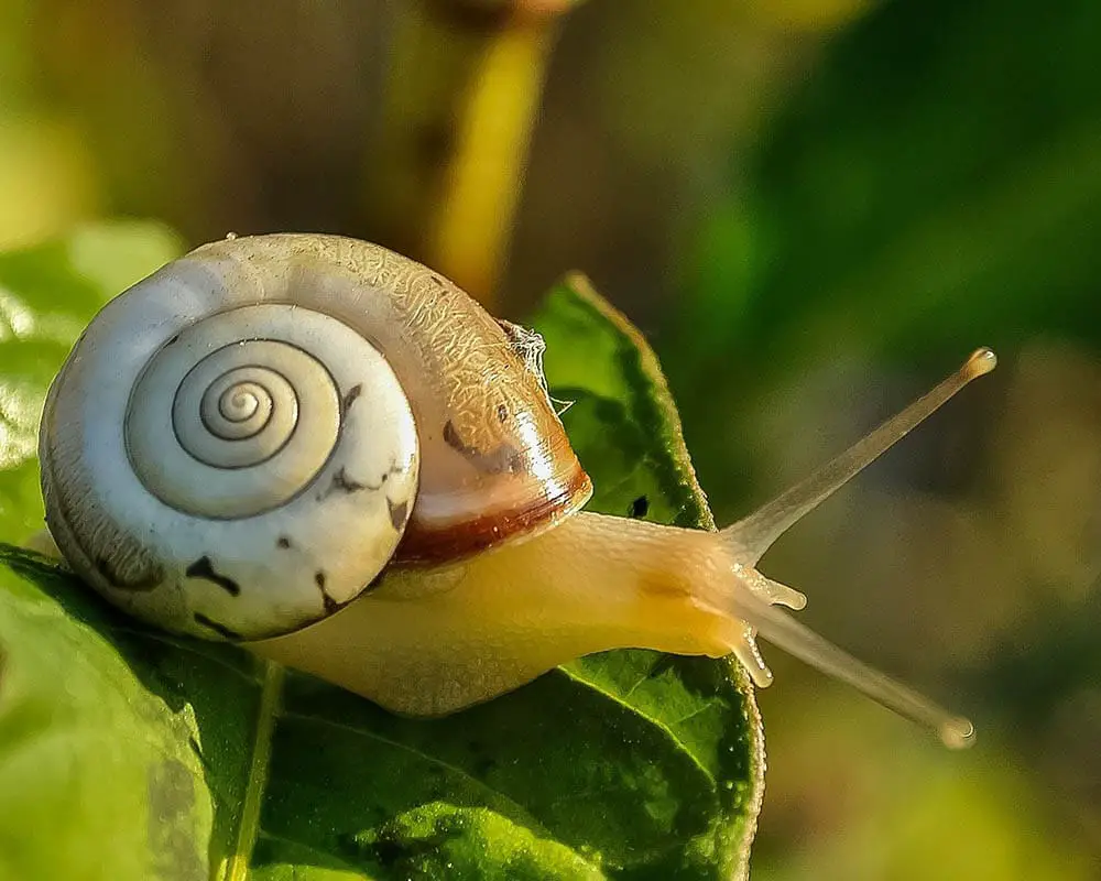 What do creek snails eat?