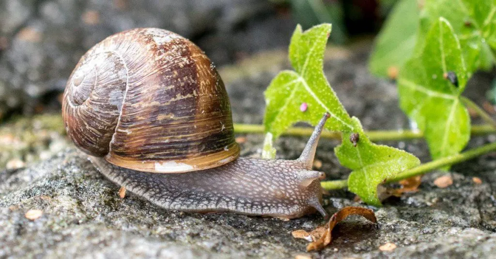 What do red garden snails eat in the wild?