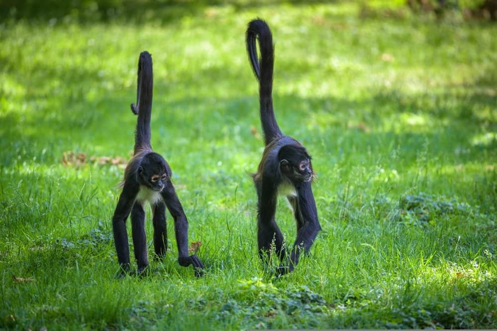 two spider monkeys